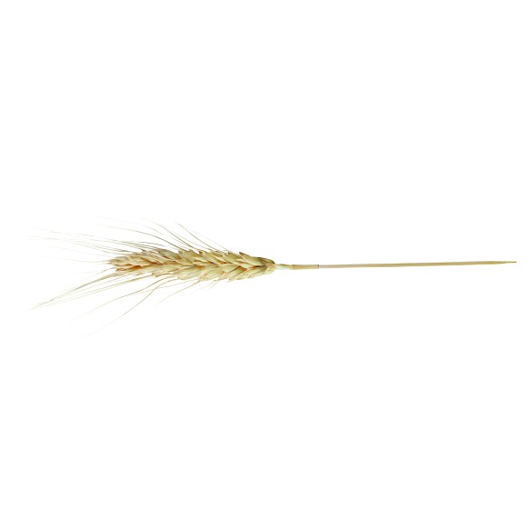 Wheat spike 20 cm